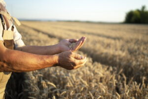 Disoccupazione agricola: a chi spetta e come richiederla