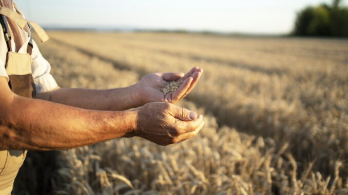 Disoccupazione agricola: a chi spetta e come richiederla Disoccupazione agricola: a chi spetta e come richiederla